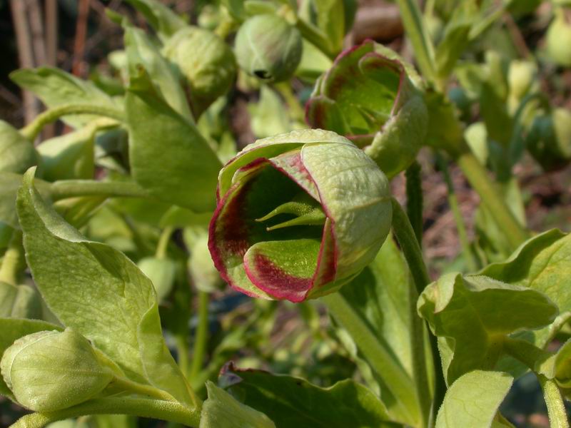 Helleborus foetidus / Elleboro puzzolente